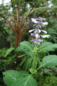 Salvia divinorum